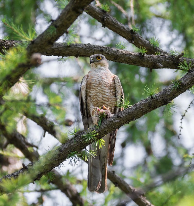 птица, хищник, ястреб перепелятник, добыча, самец, самка, пара ястребов фото превью