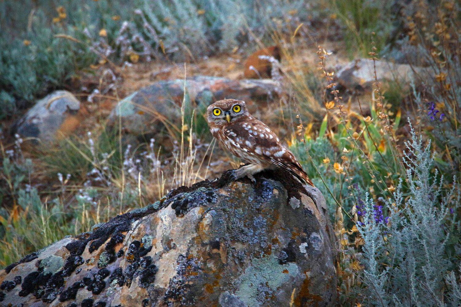 сыч,сова,птица,, Magov Marat