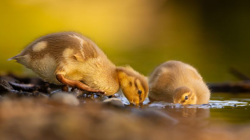 Duckling фото превью