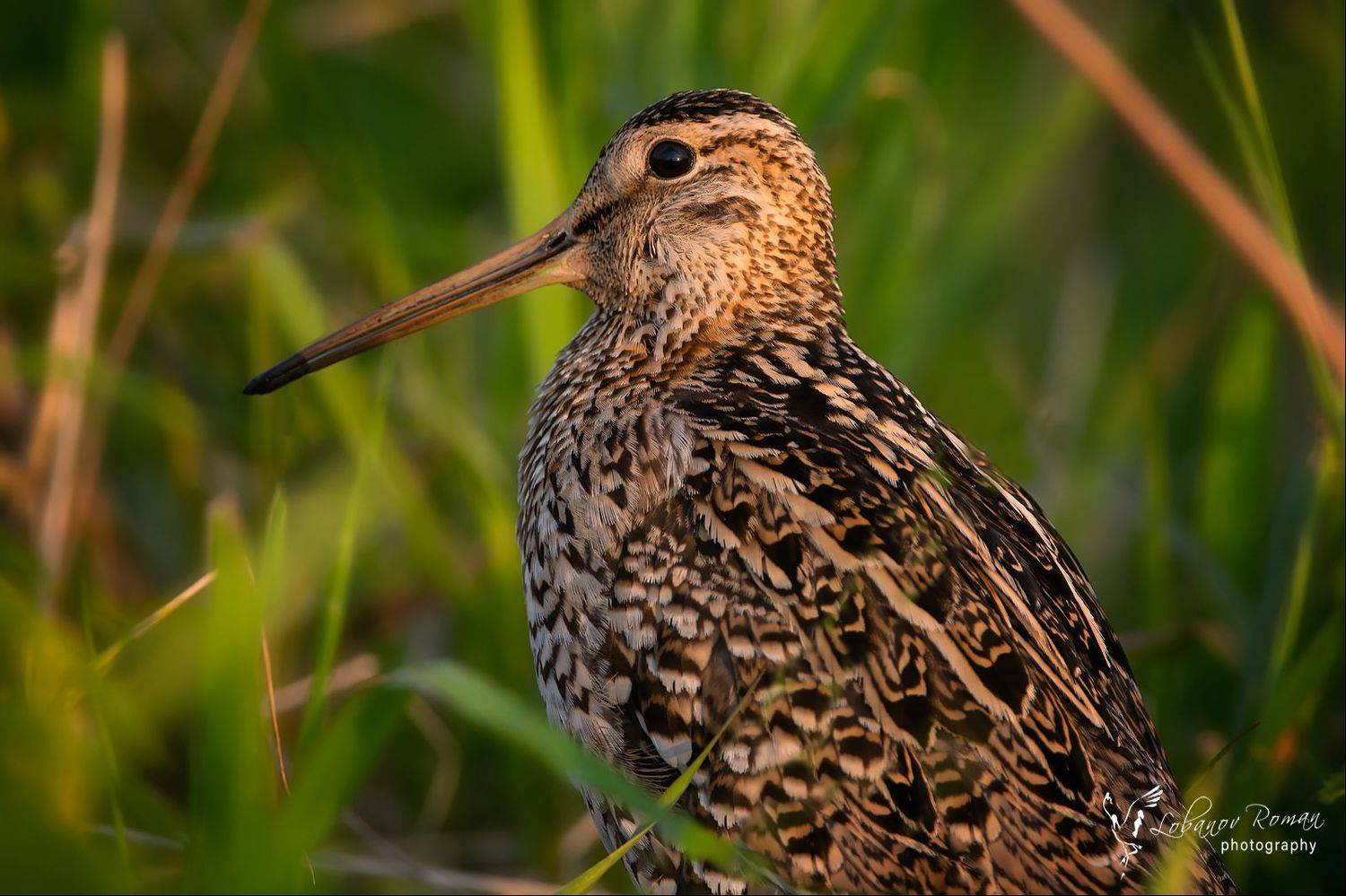 , Роман Лобанов