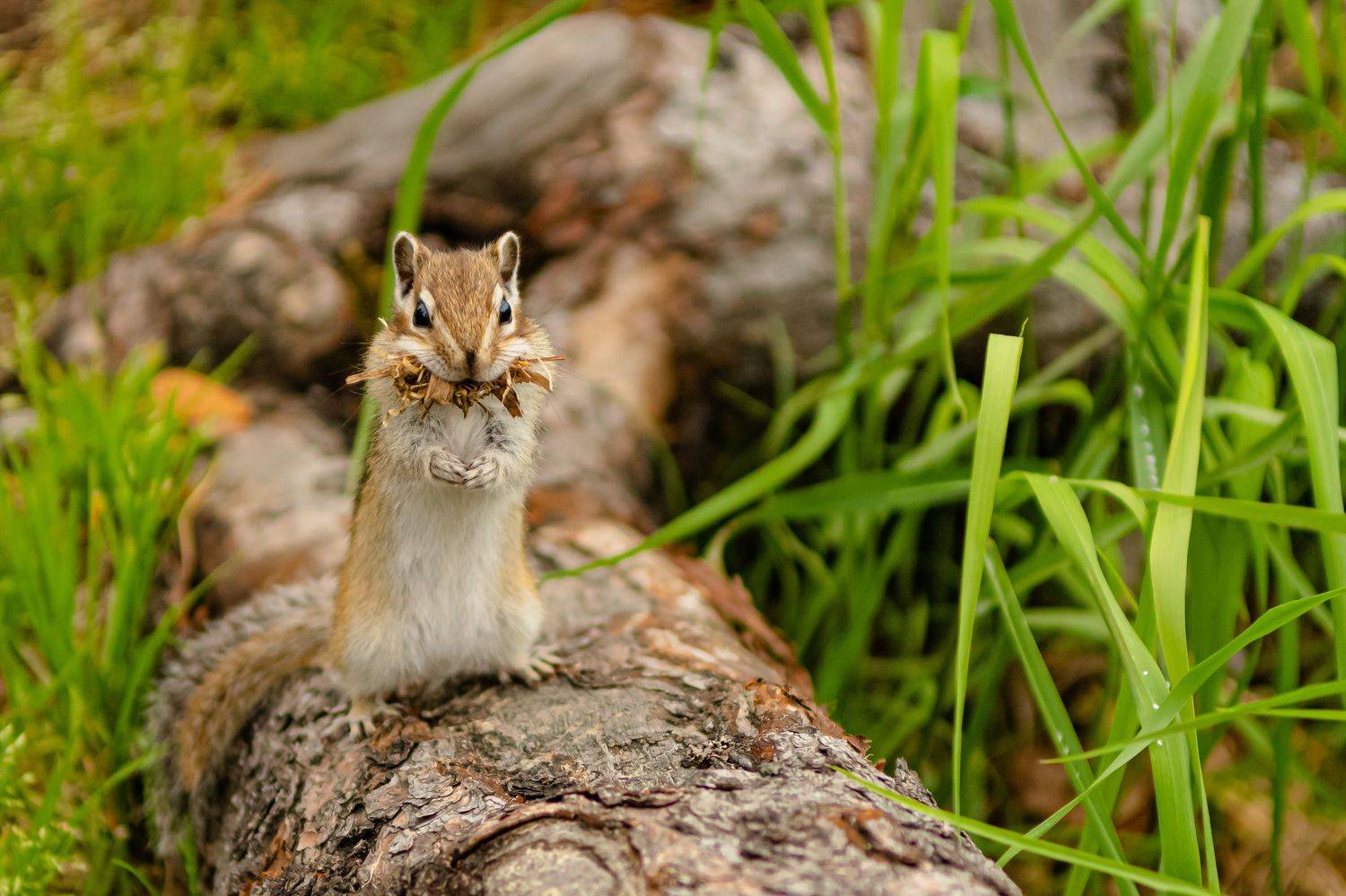 , Александр