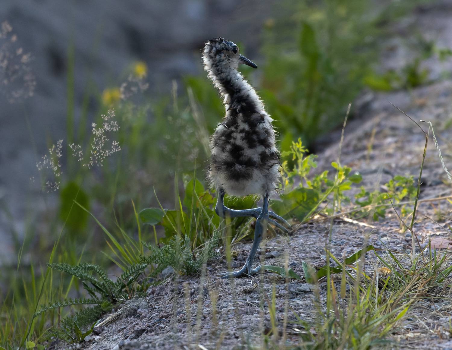 птенец, птица, Светлана Холодняк