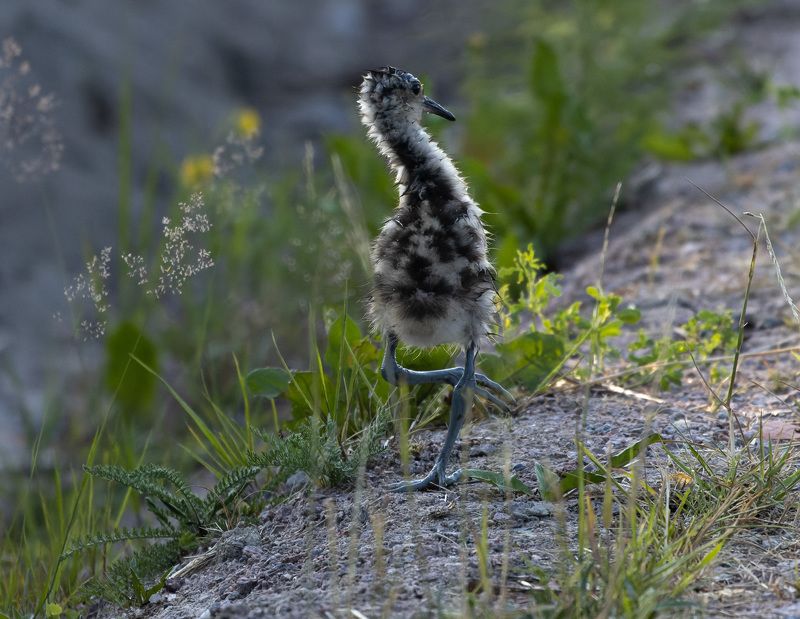 птенец, птица Северный страусенок фото превью