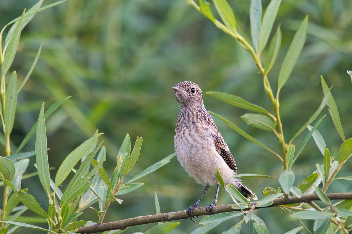 , Большаков Алексей
