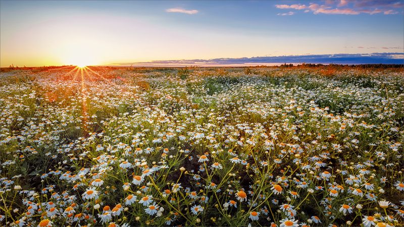 лето, вечер, ромашки, деревня, свет, цвет, александр никитинский Летний вечер в ромашках... фото превью