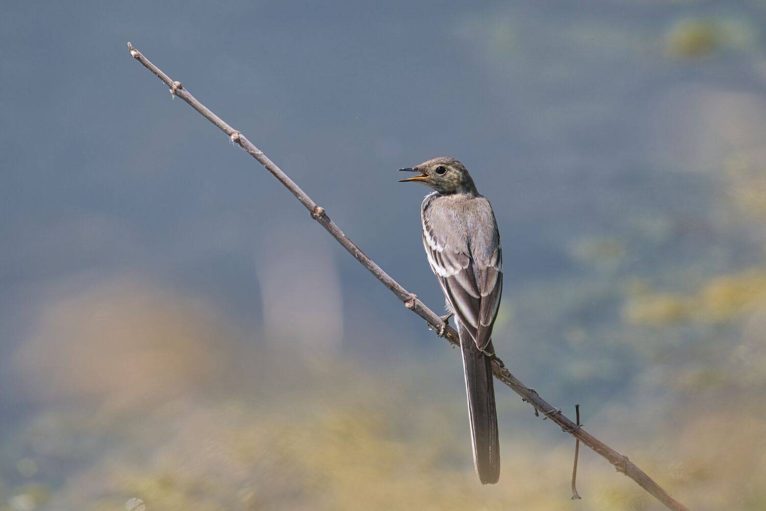 , Большаков Алексей
