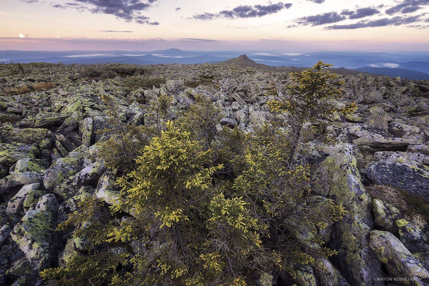 , Антон Кошетаров