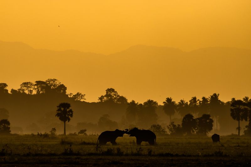 Giants фото превью