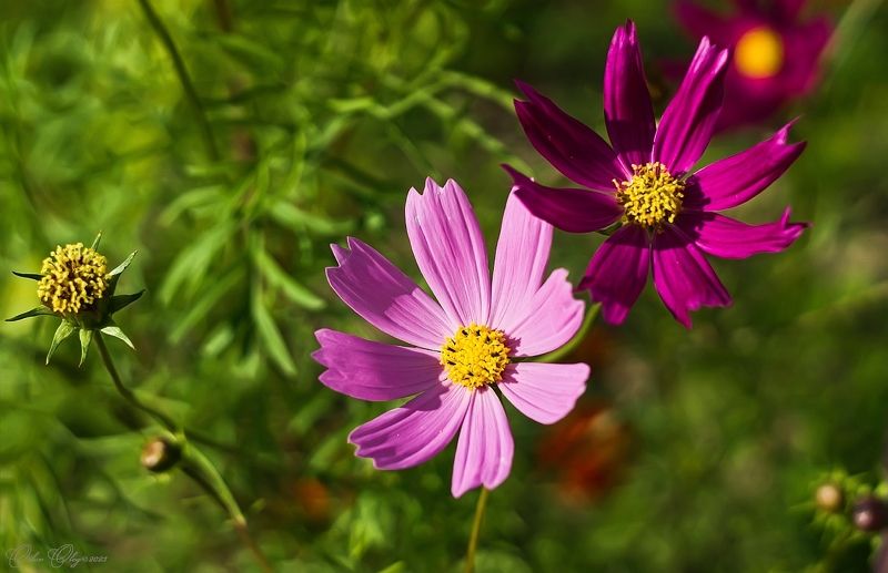 Космея.... фото превью