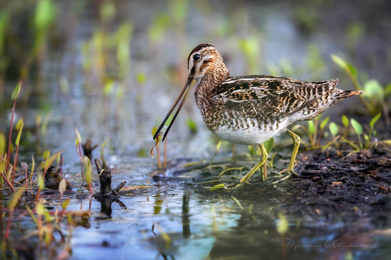 , Татьяна Шаньшина