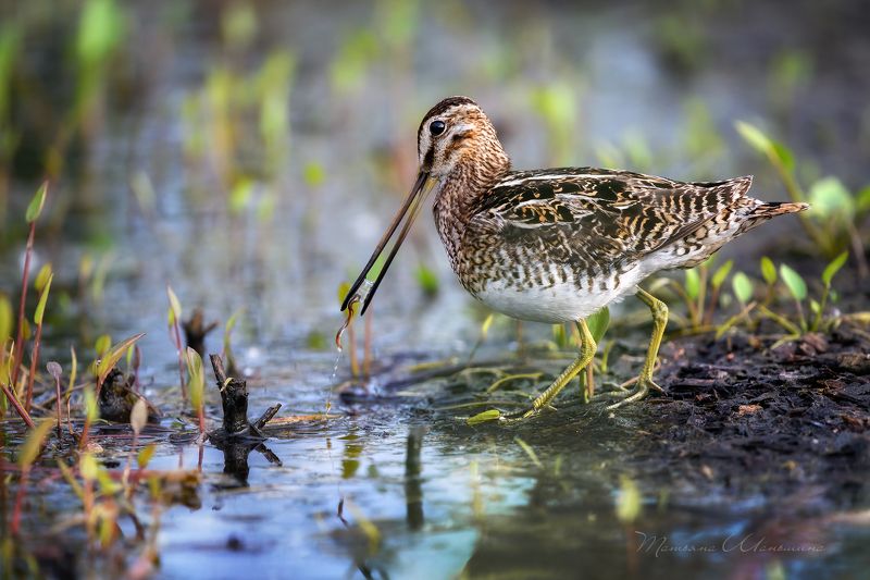 Заморить червячка фото превью