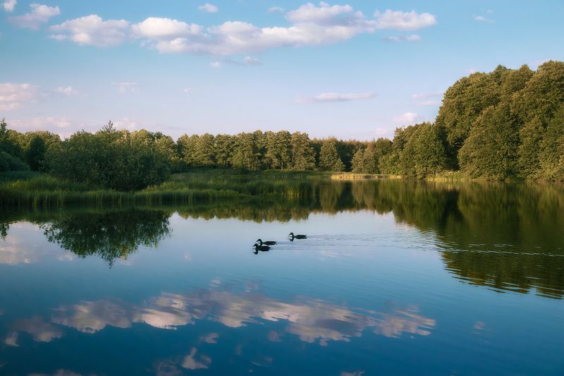 На лесном озере фото превью