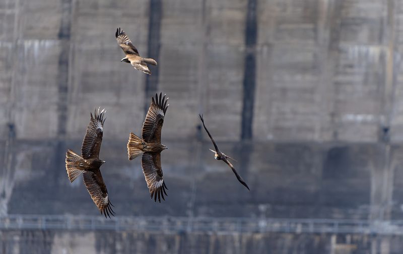 коршун, Milvus migrans Игры коршунов фото превью