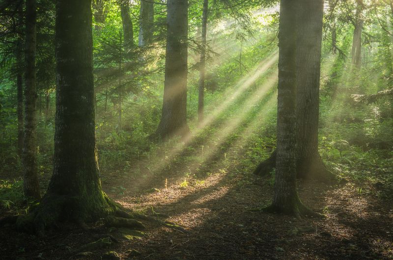Рассвет в лесу. Этюд.  фото превью