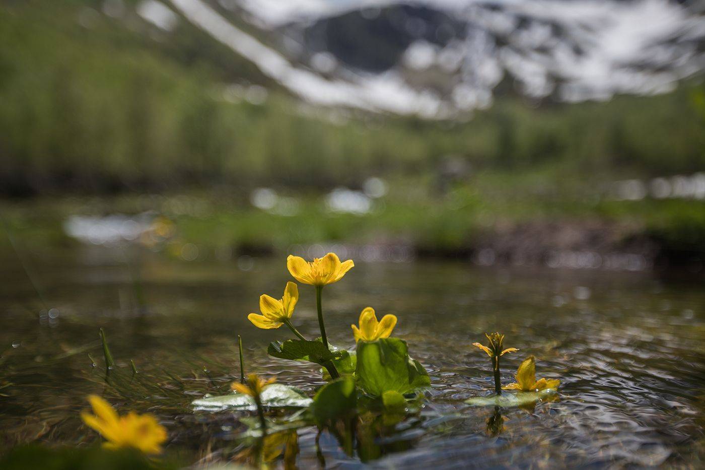 , Илья Михеев