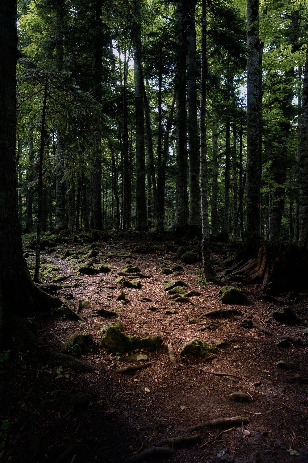 , Караваев Антон