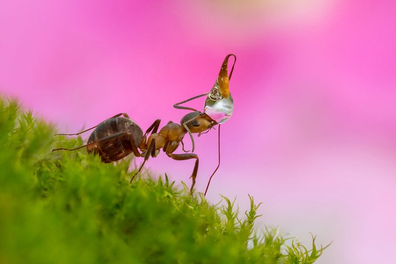 муравьиные истории, муравей, капелька Кувшинчик фото превью