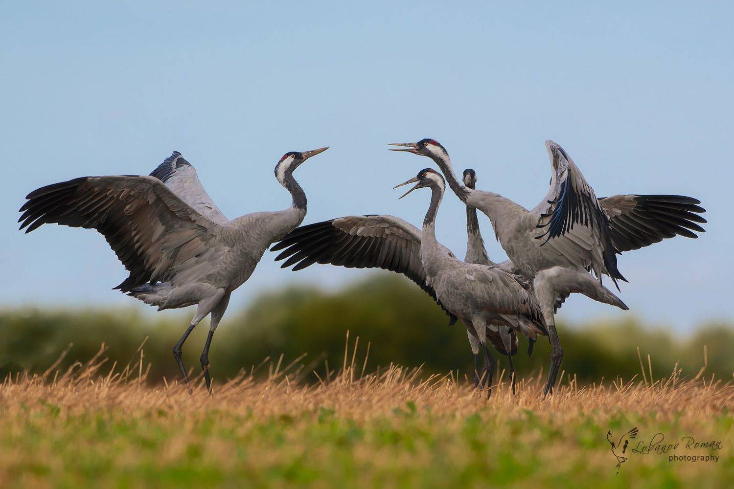 серый, журавль, лобанов, пересвет, птицы, Роман Лобанов