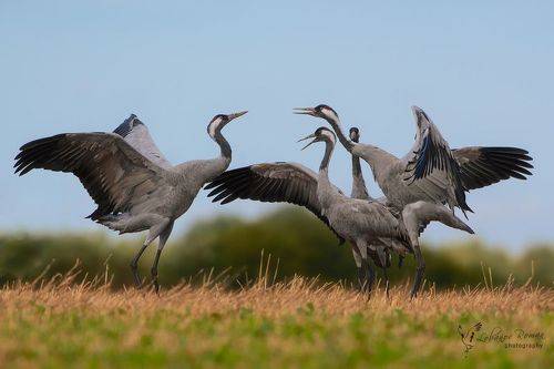 Разборки ...