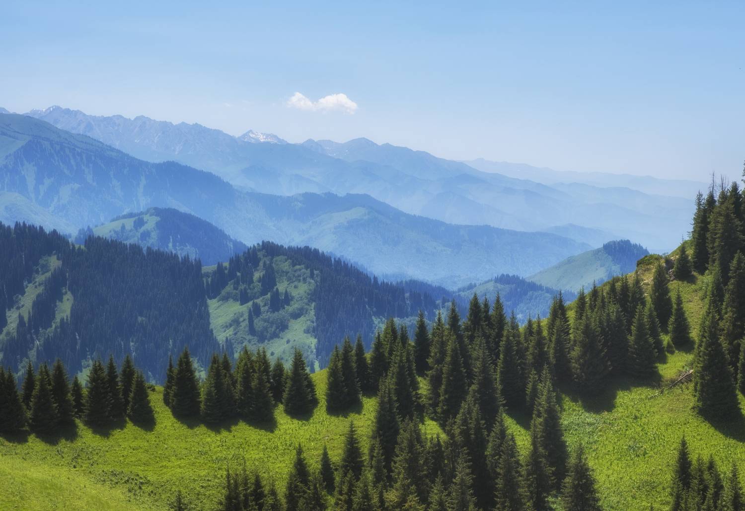 , Светлана Краюшкина