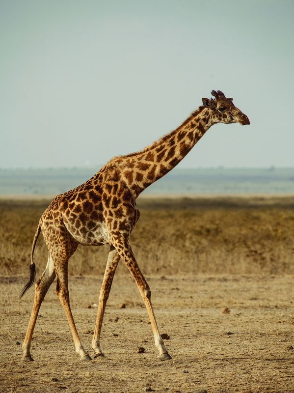 zhiraf kenya *** фото превью