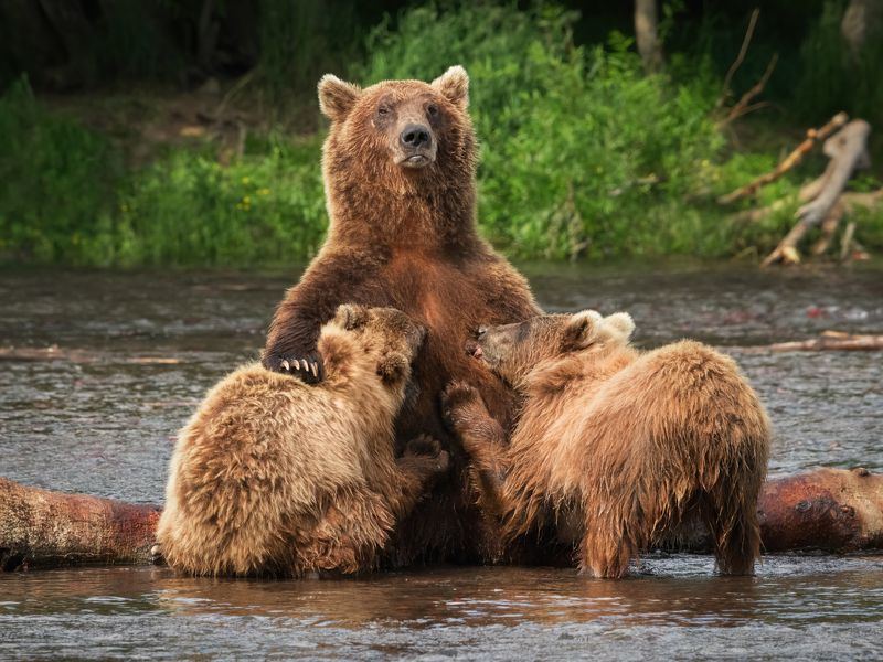 kamchatka, bears, медведи, камчатка Камчатская Мадонна фото превью
