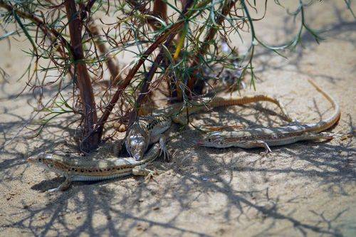 Третий лишний..