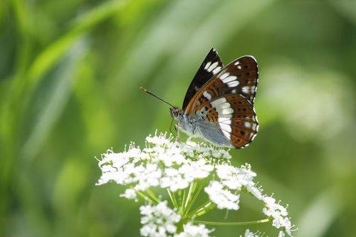 Ленточник Камилла