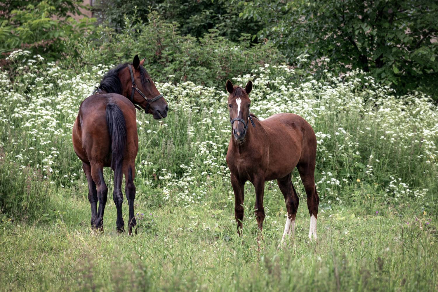 Тверская  область, Елена Гусева