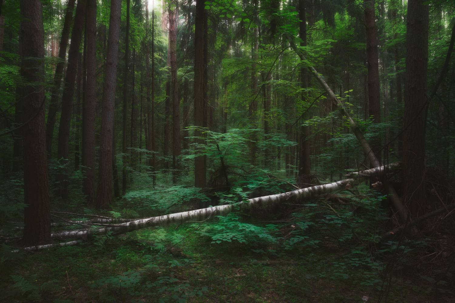 лес, деревья, пейзаж, Валерий Вождаев