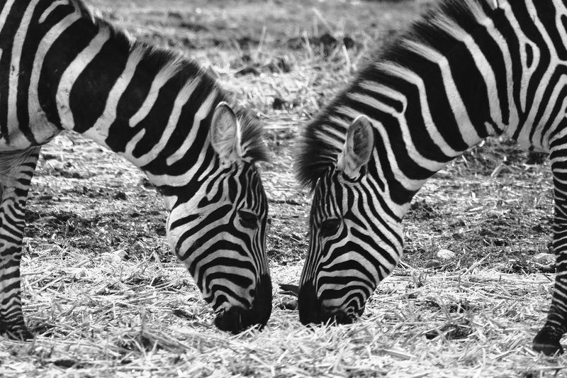 #.... фото превью