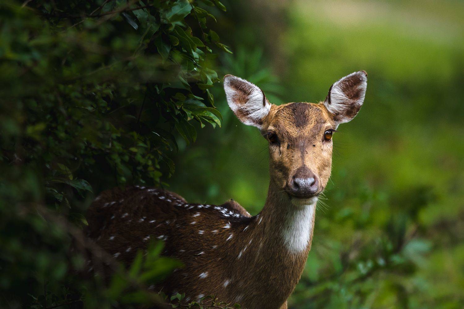 deer,  Ahamed Jazif