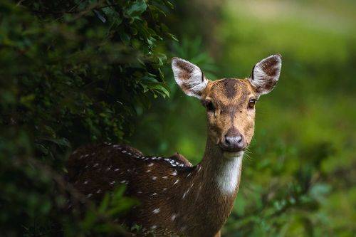 Cute and curious