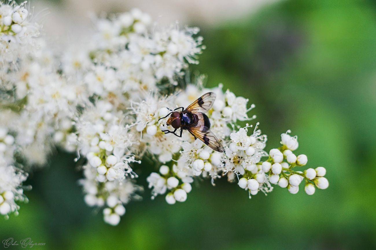 , Орлов Олег