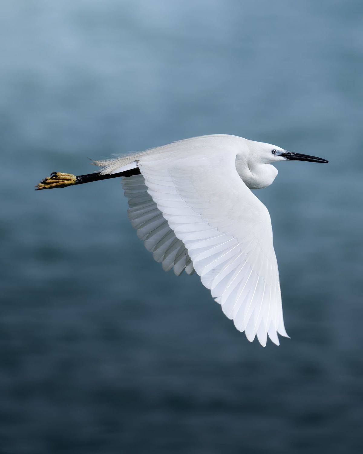 , Поляков Михаил