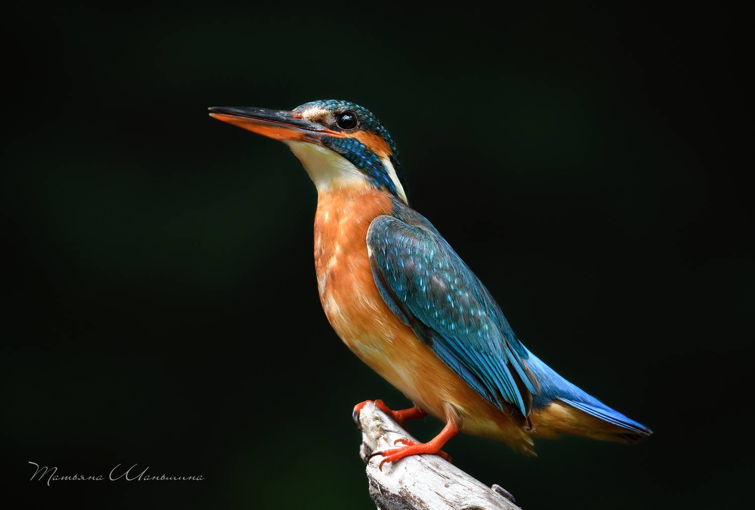 птицы, обыкновенный зимородок, Татьяна Шаньшина
