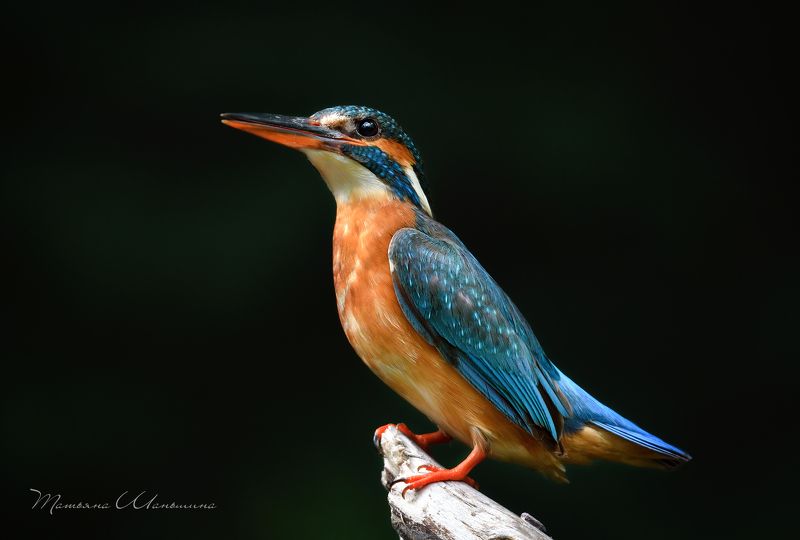 птицы, обыкновенный зимородок Дама-зимородок фото превью