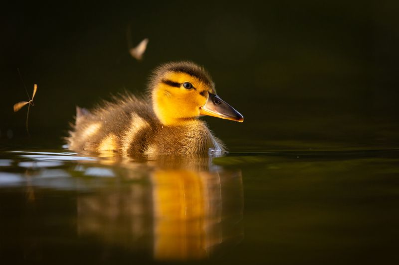 Duckling фото превью