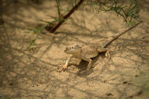 Круглоголовка..