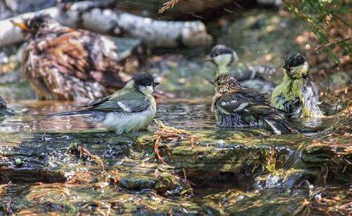купальный сезон.