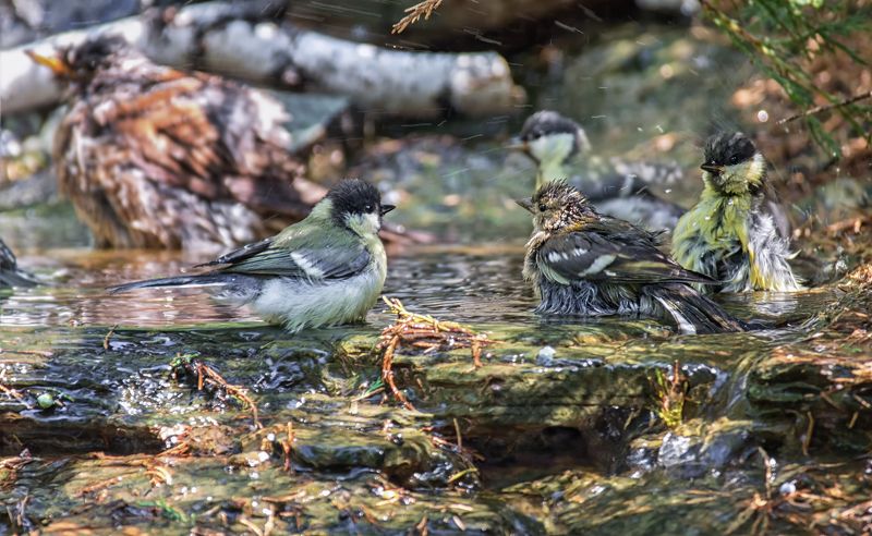 птицы, водные процедуры, вода, жара, синицы, купальный сезон. фото превью