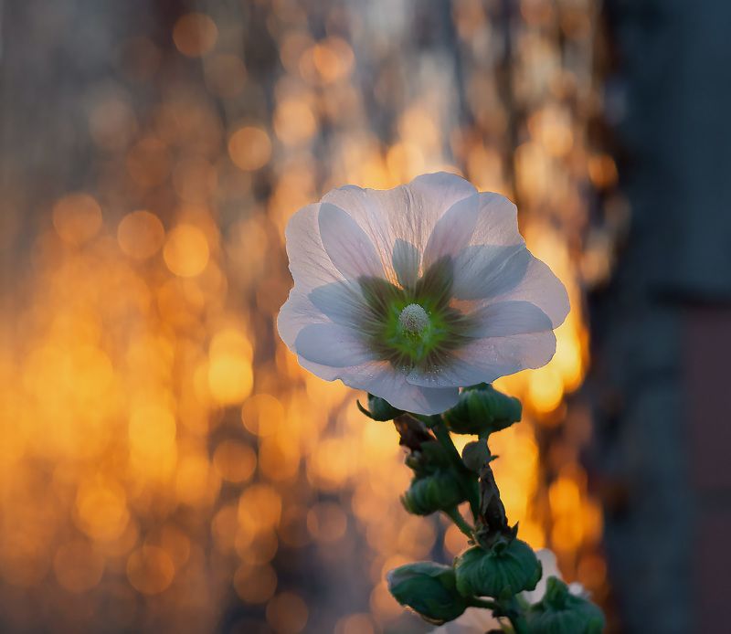 В последних лучах фото превью