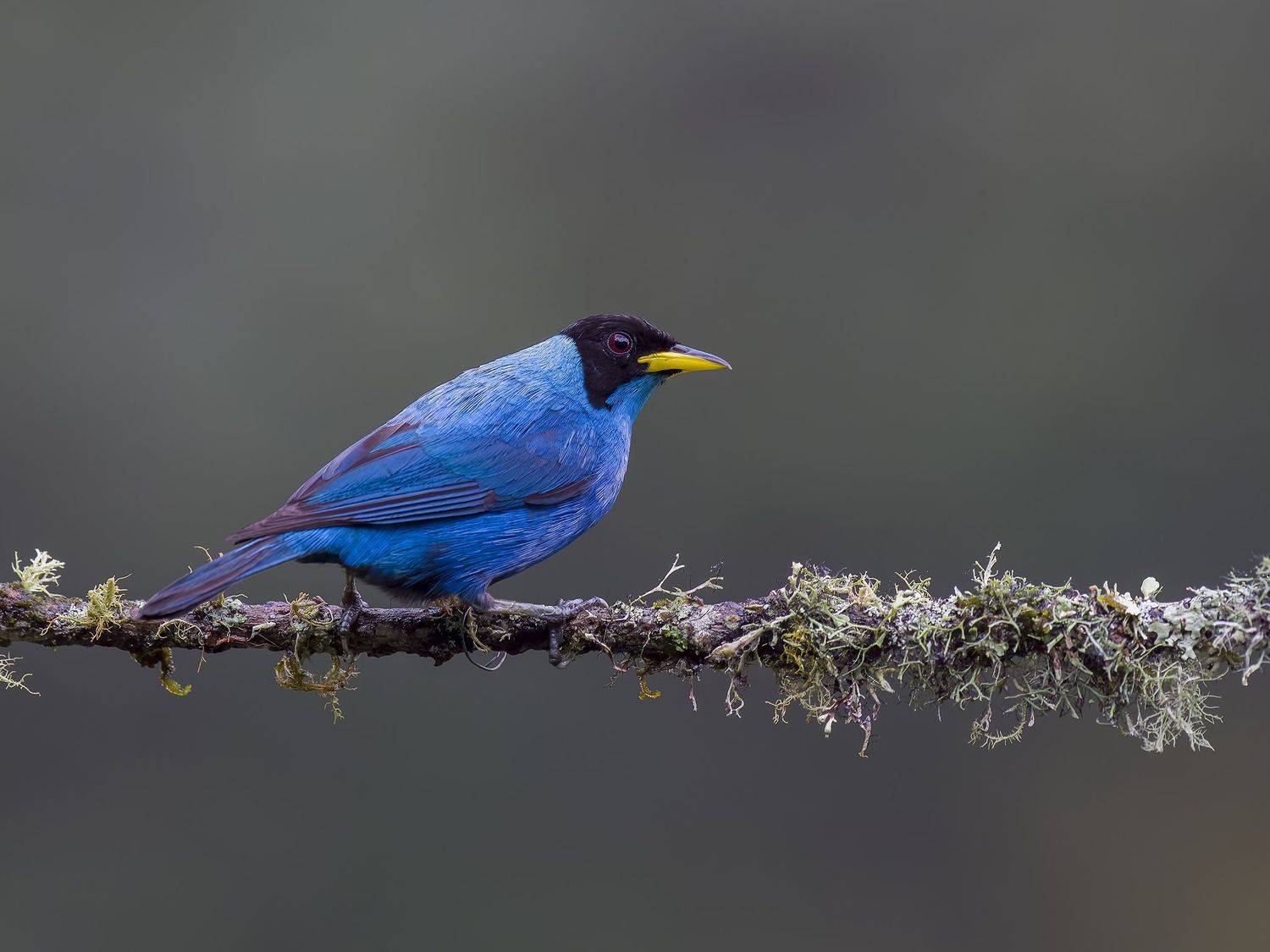 , Burgalin Sequeira Fernando