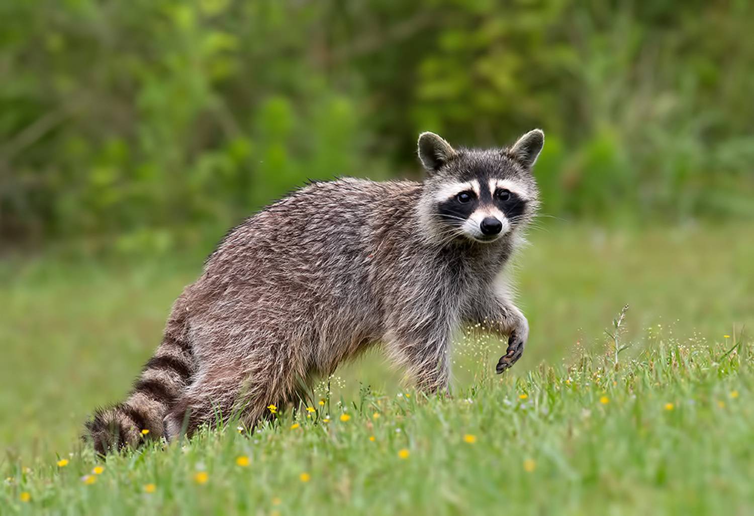 енот обыкновенный, енот-полоскун, raccoon, енот, дикие животные, животные, animals, Etkind Elizabeth