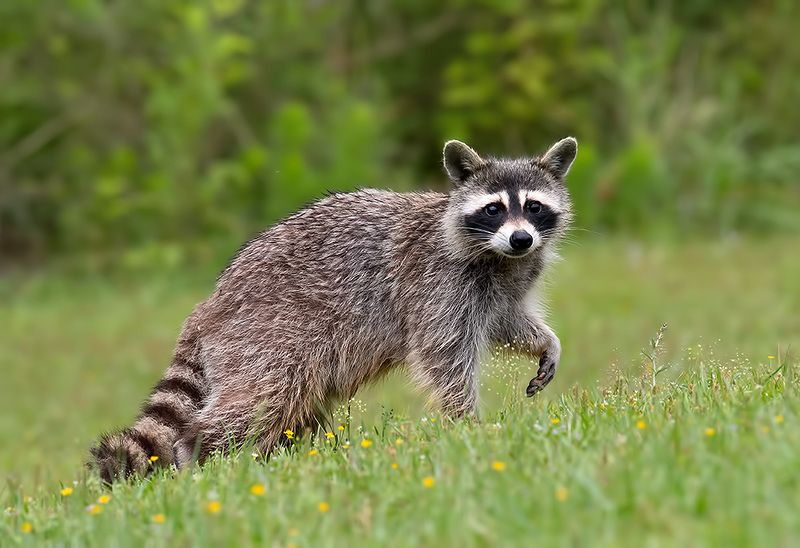 енот обыкновенный, енот-полоскун, raccoon, енот, дикие животные, животные, animals Енот-полоскун -Raccoon фото превью