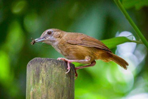 Abbott's babbler