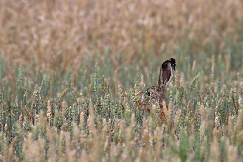 заяц-русак, заяц, lepus europaeus, european hare, hare Косой фото превью
