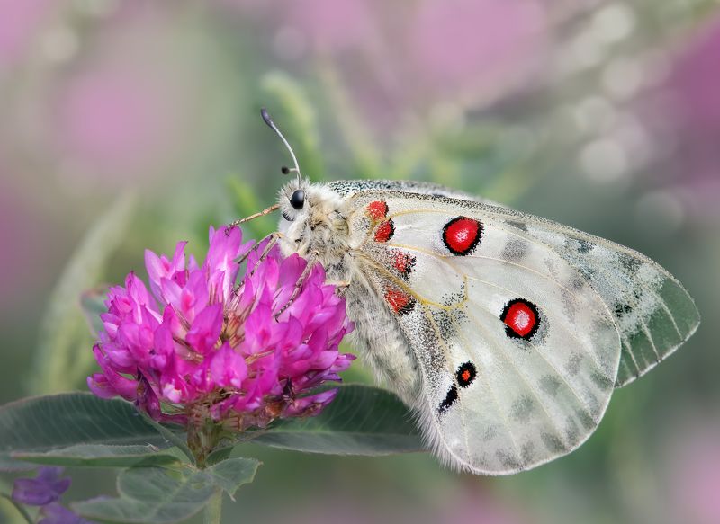 Аполлон Parnassius apollo фото превью