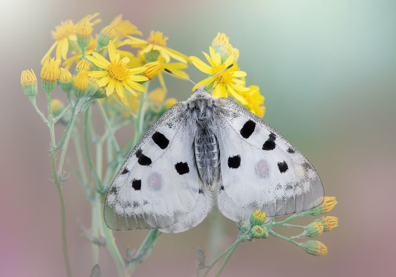 Аполлон Parnassius apollo фото превью