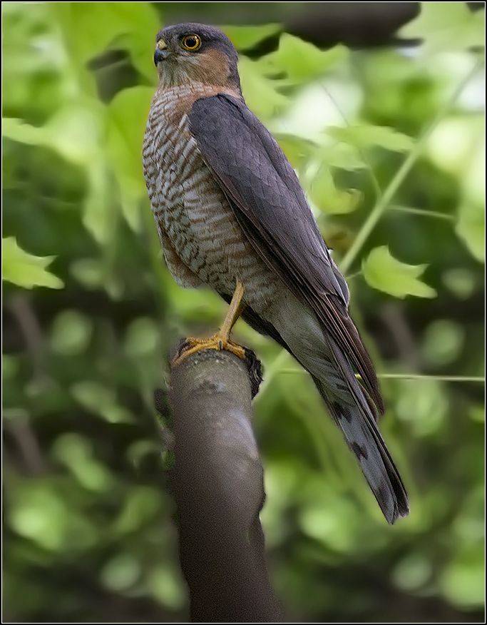 москва, июль, парк, птица, ястреб-тетеревятник, самец, АНАТОЛИЙ ДОВЫДЕНКО